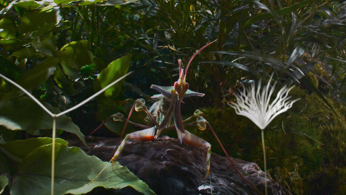 Dandelion's Odyssey — Momoko Seto [Cannes '25 Review] | In Review
