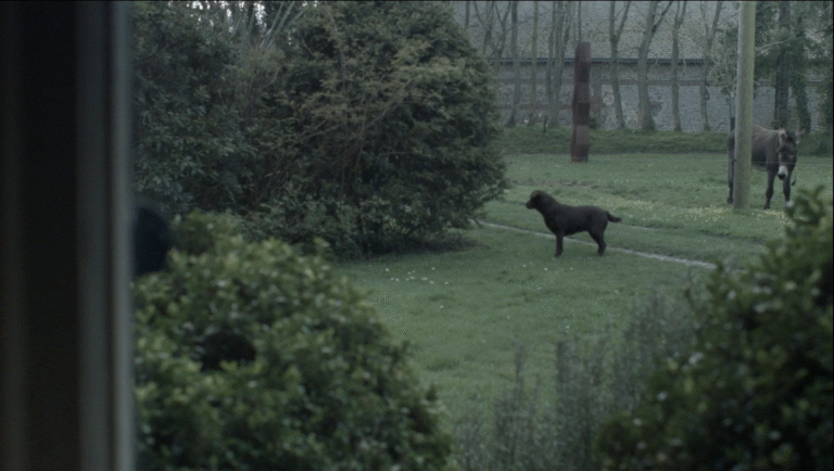 FIDMarseille 2025 film still: Dog and donkey in a green field. Drifting Laurent, Bulakna, Death and Life Madalena.