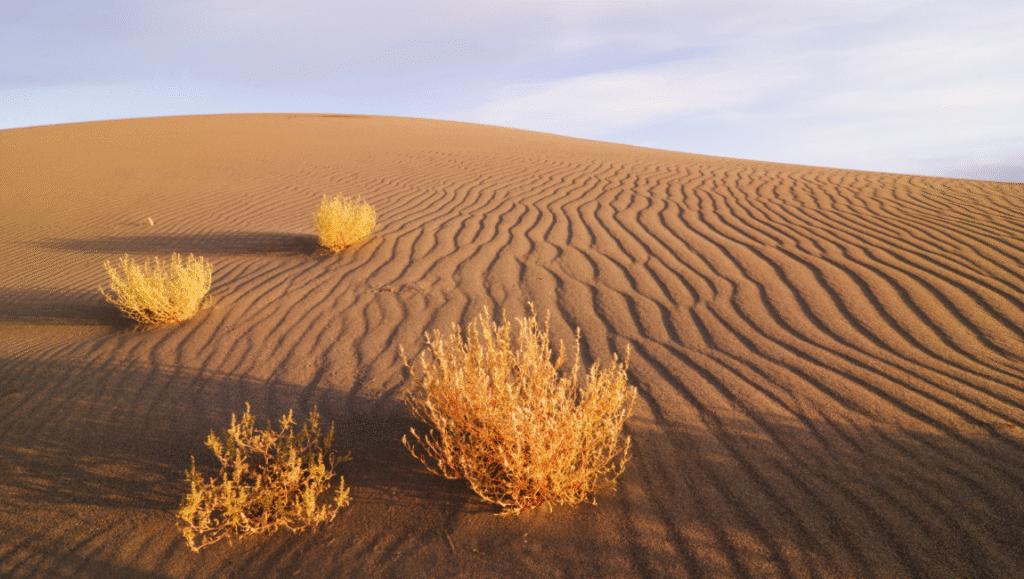 Sand dunes landscape with desert plants. Arid nature scene with textured sand and sparse vegetation.