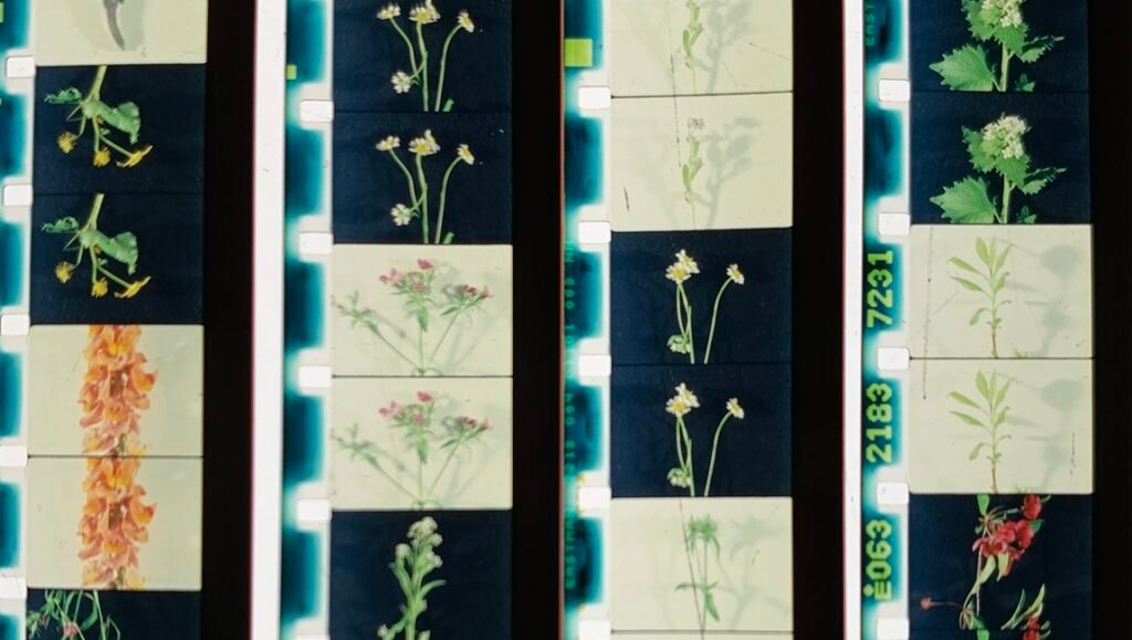 Film strip featuring botanical prints of various flowers and plants, artistic photography.