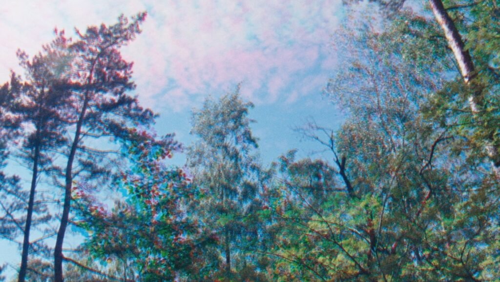 Forest canopy view with tall trees against a blue sky with pink clouds. Nature scene.