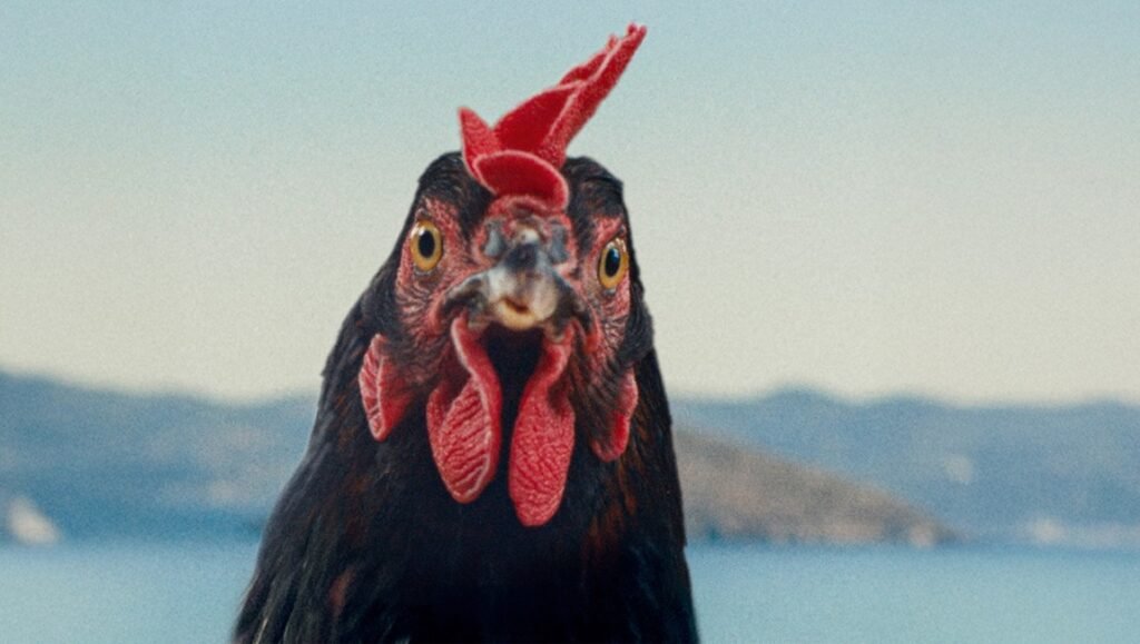 Close-up of a black hen with a red comb. Poultry farming and livestock.