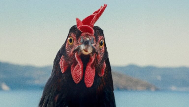 Close-up of a black hen with a red comb. Poultry farming and livestock.