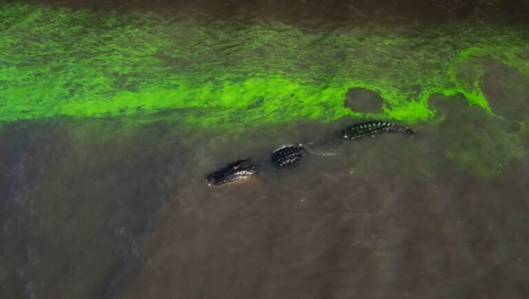 Alligator swimming in the River of Grass with algal bloom. Sasha Wortzel review.