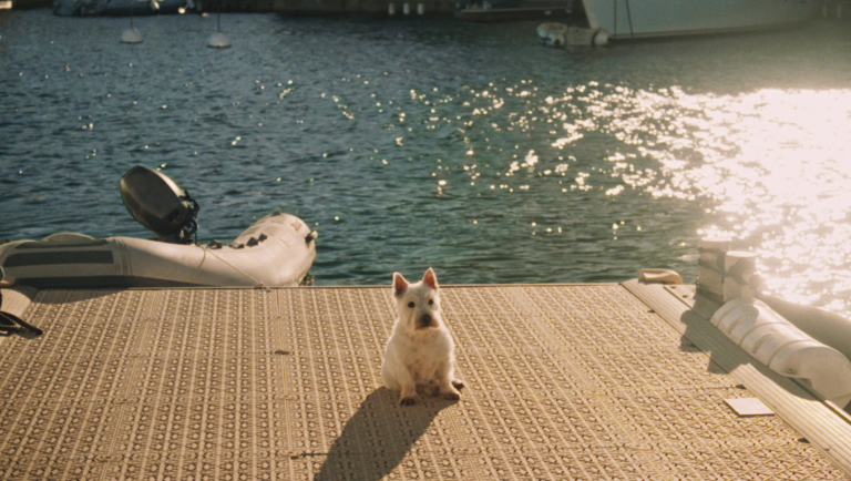 A cute white dog sits on a dock by the water in a moment of affection.