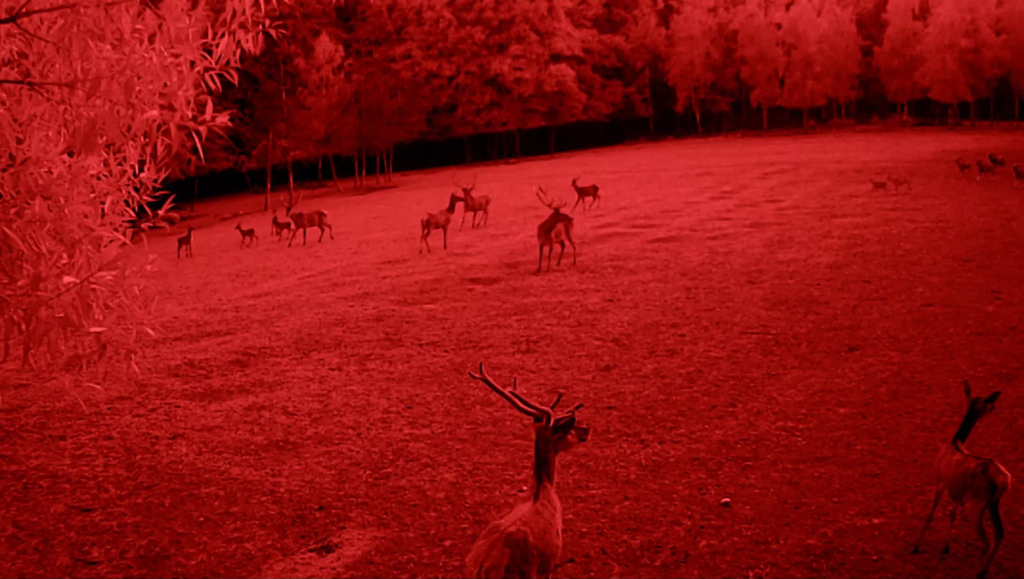 Night vision image of a deer herd grazing in a field with trees in the background, captured by Olga Chernykh.