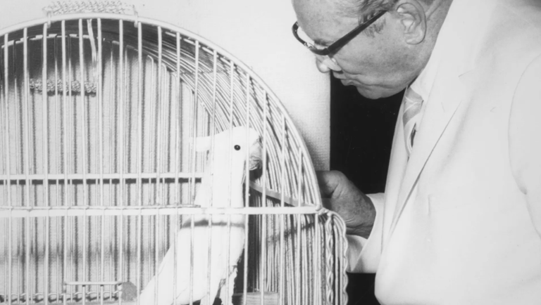 The Bird’s Eye View of Koki, Ciao Koki Ciao film still: Man in suit looks at white cockatoo in cage. Bird's eye view of Koki Ciao.