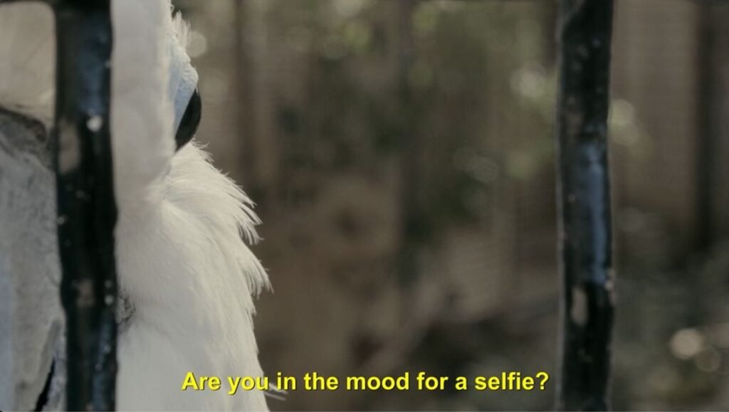 Close-up of Koki, a white cockatoo, behind bars with text overlay: "Are you in the mood for a selfie?"