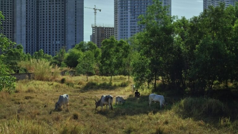 Cattle graze in a grassy field with modern buildings and a construction crane in the background.