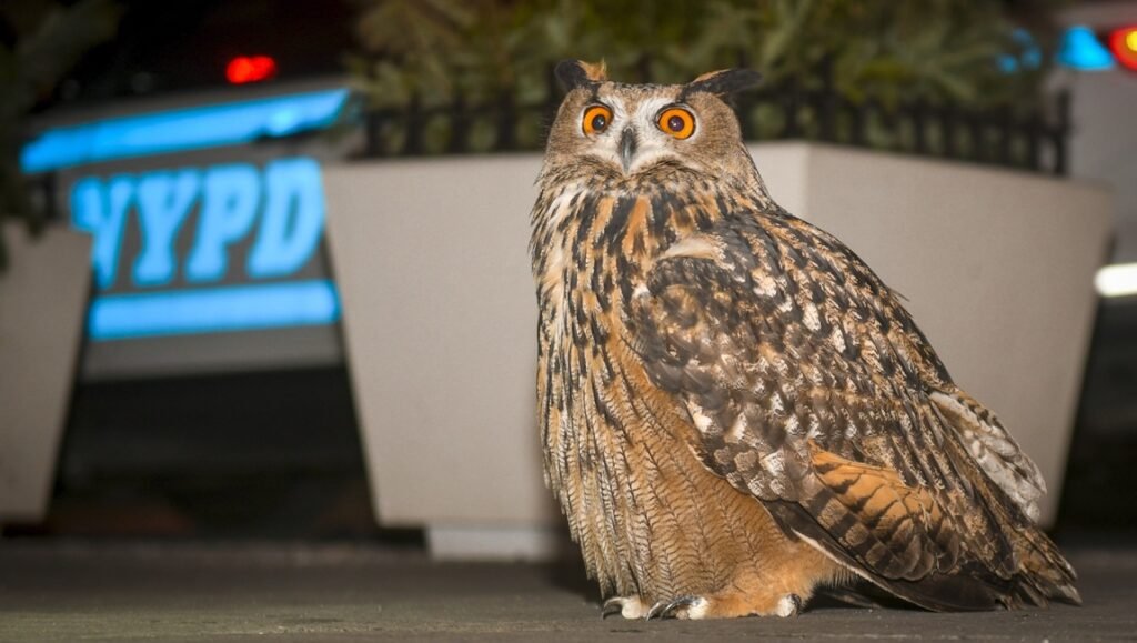 Great horned owl with bright orange eyes perched on a sidewalk near a glowing blue NYPD sign.