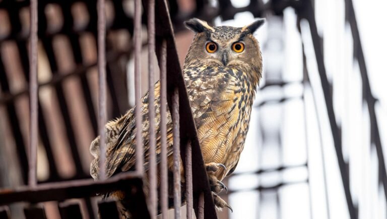 Great horned owl with bright orange eyes gazes forward while perched on a rusty metal fire escape.