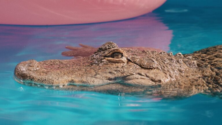 Alligator head glides through bright turquoise water near a large pink inflatable object.