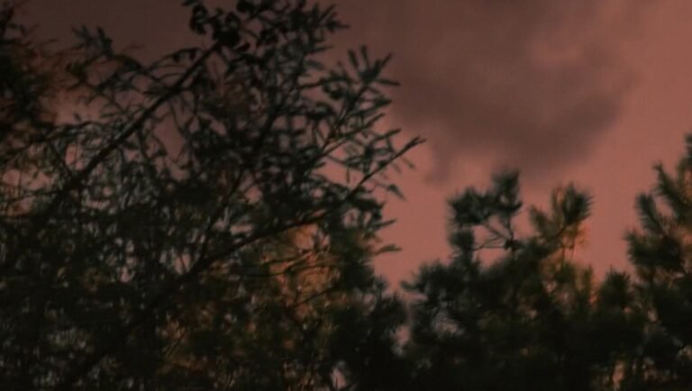 Dark silhouettes of pine tree branches frame a muted, reddish evening sky.