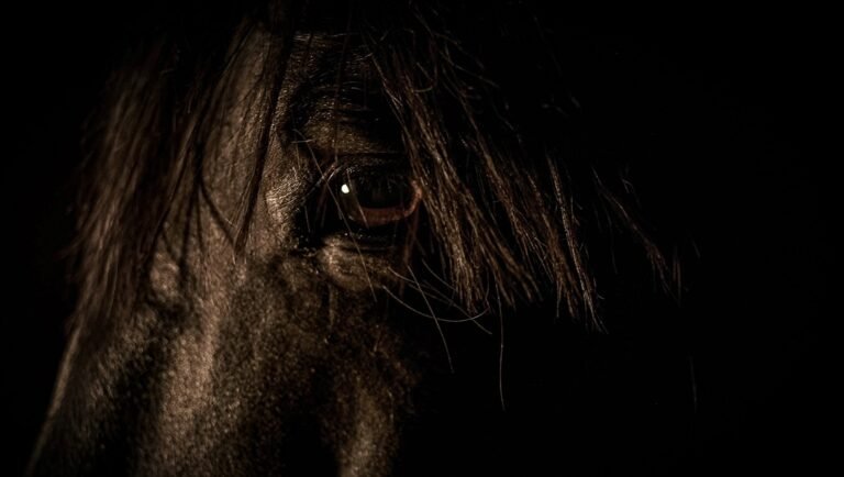 Close-up of a horse's eye and coarse mane emerging from deep shadow against a black background.